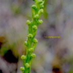 Tylostigma perrieri Orchidaceae Indigène La Réunion 1014.jpeg