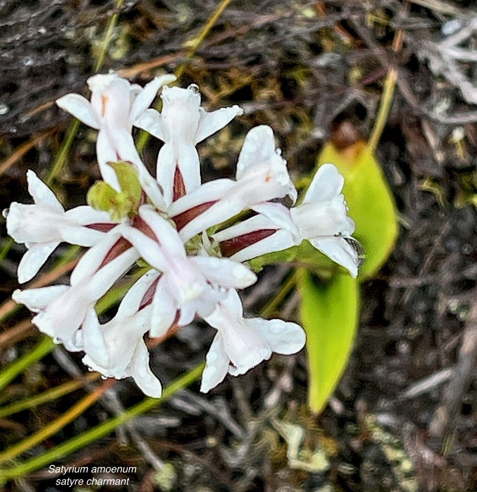 Satyrium amoenum.satyre charmant.(à fleurs  blanches ) orchidaceae.endémique Madagascar Comores et Mascareignes ..jpeg