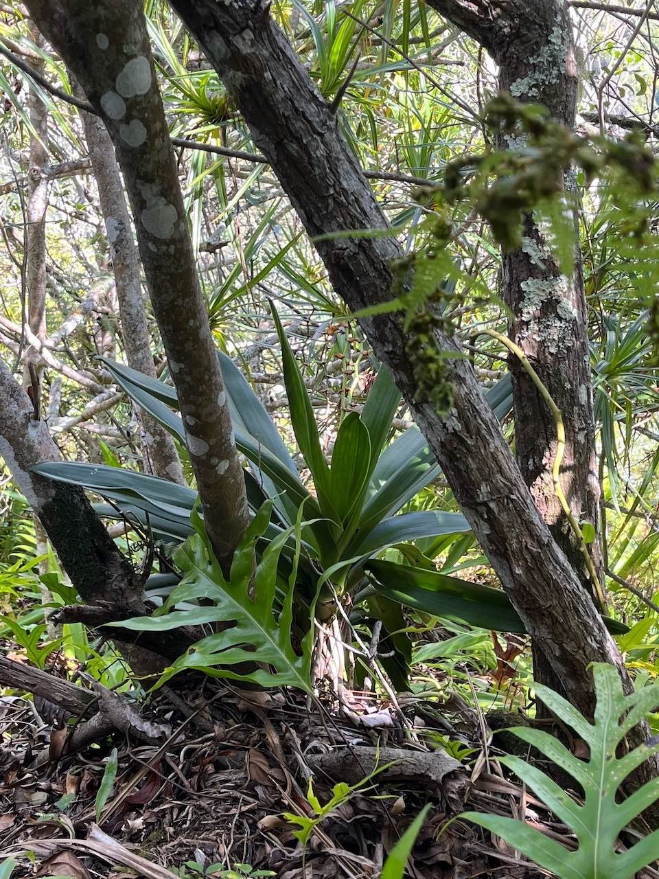 10.Angraecum eburneum Bory - Petite comète. - Orchidaceae - Indigène Réunion.