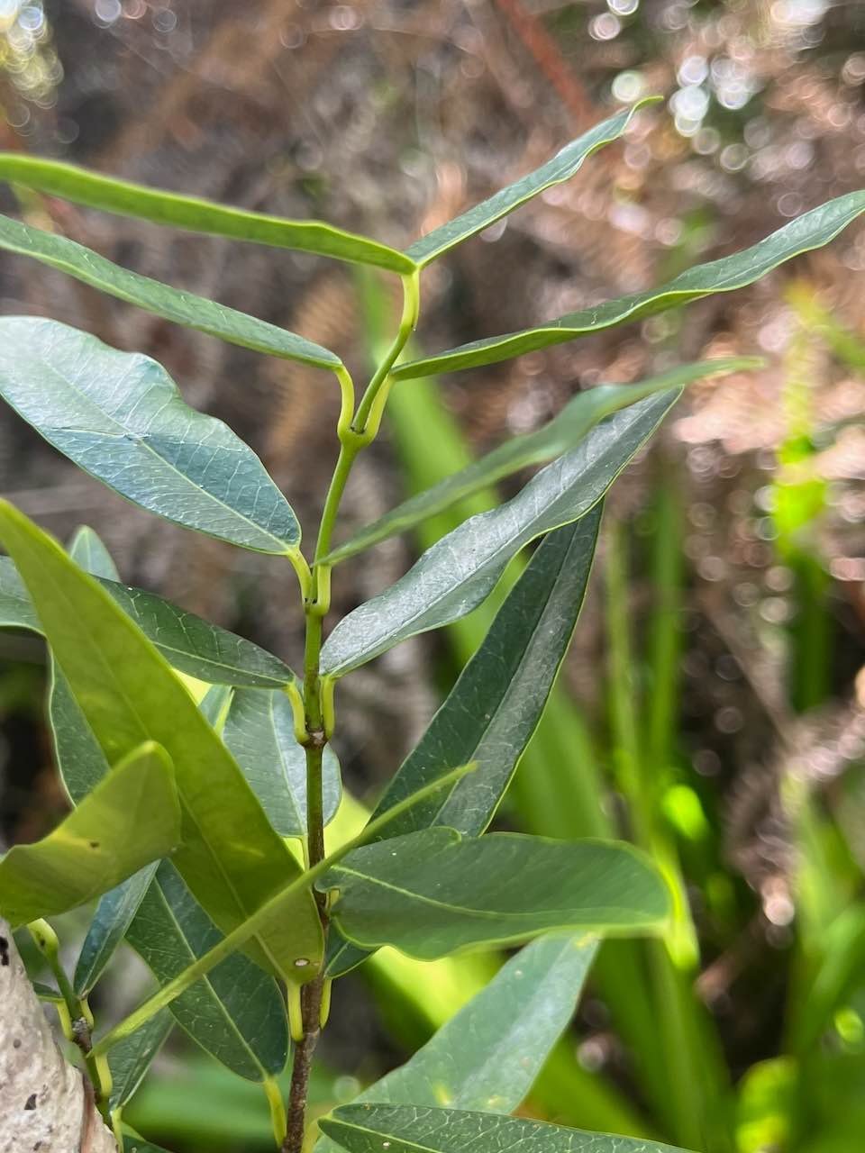 12. Secamone dilapidans F. Friedmann - Liane de lait - Apocynaceae - Endémique La Réunion et Maurice