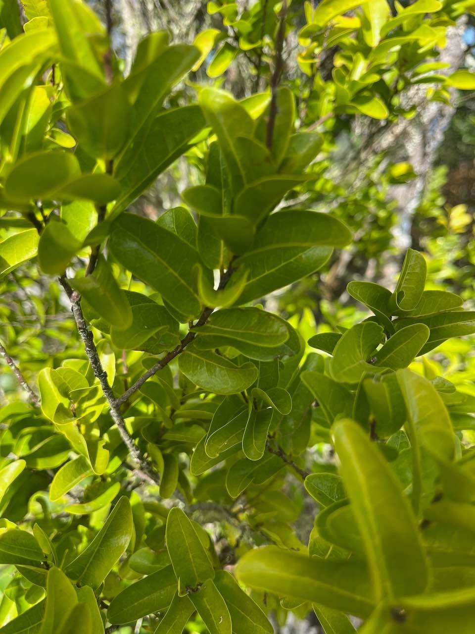 18. Grangeria borbonica - Bois de punaise ; Bois de balai ; Bois de buis marron - Chrysobalanaceae -Mascar. (B, M)