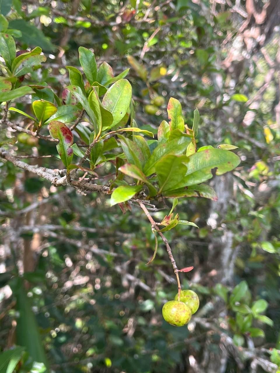 19. Myonima obovata - Bois de prune ou Bois de prune rat - Rubiaceae