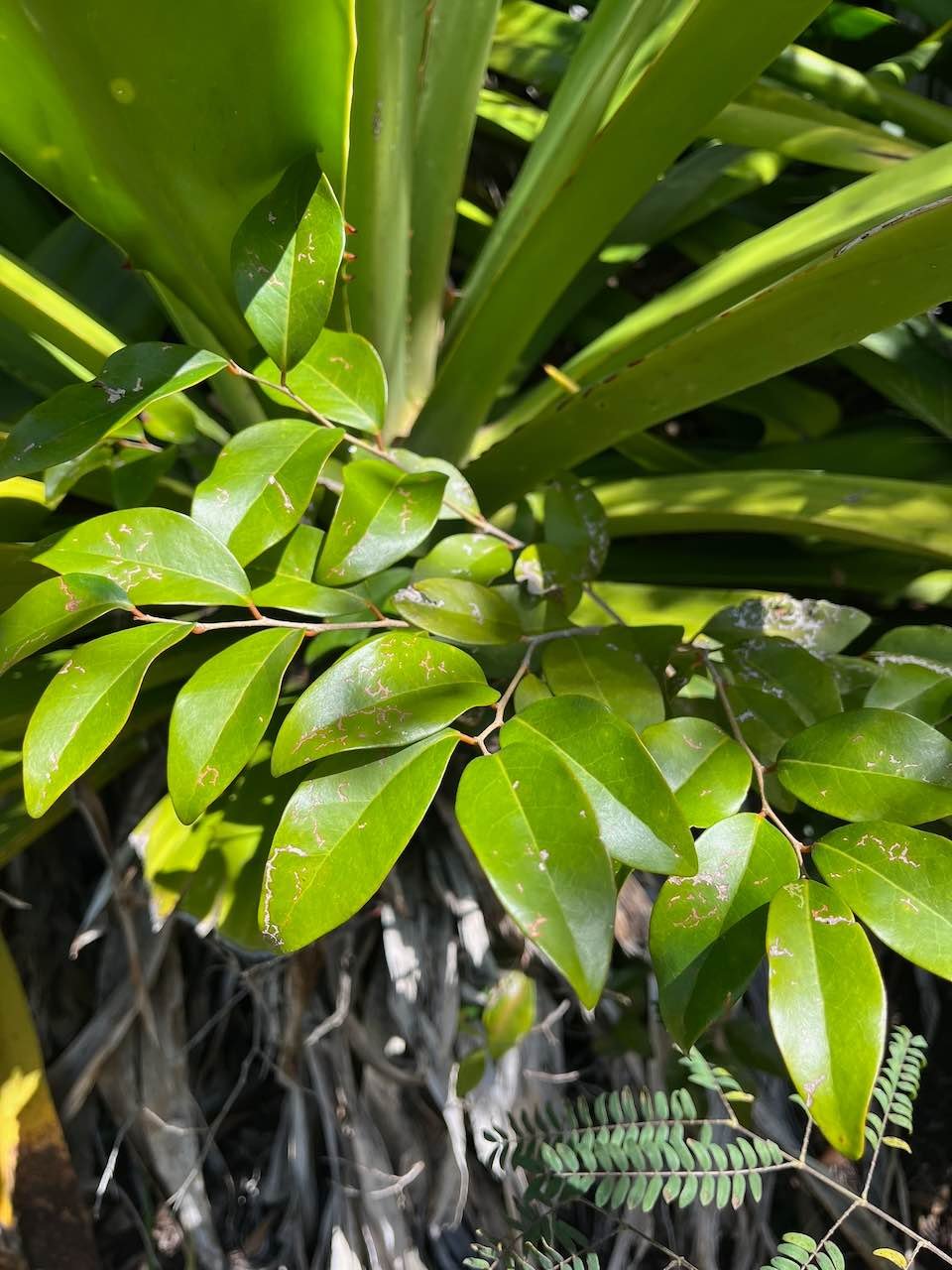 6. Securinega durissima - Bois dur …. - Euphorbiacées - Indigène à La Réunion, à Maurice, à Madagascar.