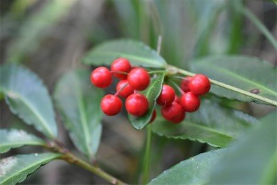 Ardisia crenata-bois de noel-primulaceae-ee-mb