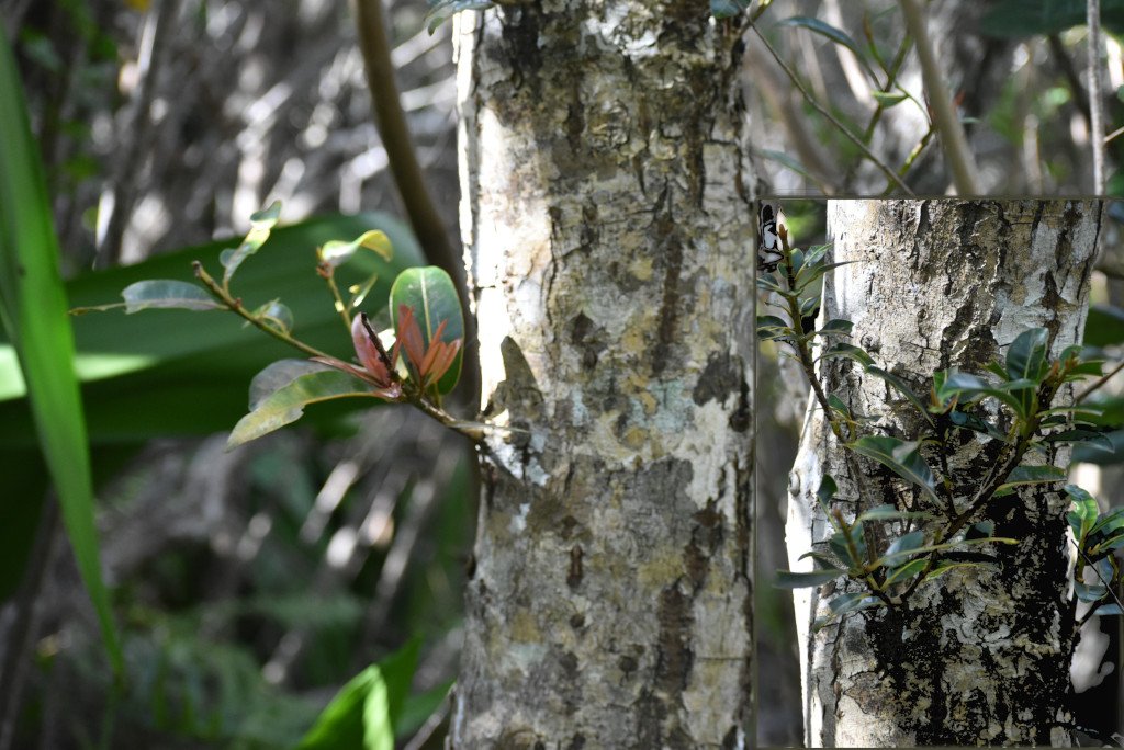 Calophyllum tacamahaca-takamaka-calophyllaceae-endemique reunion maurice-mb4 6778b