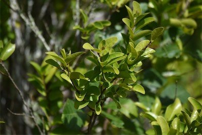 Grangeria_borbonica-bois_de_punaise-chrysobalanaceae-endemique_reunion_maurice-mb4