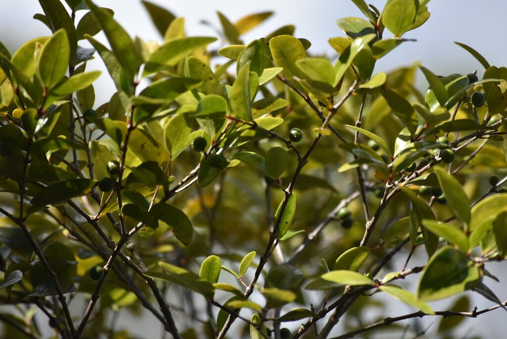 Memecylon confusum-bois de balai-melastomataceae-endemique reunion