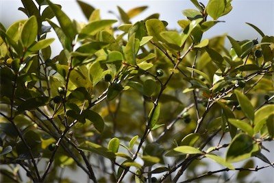 Memecylon confusum-bois de balai-melastomataceae-endemique reunion