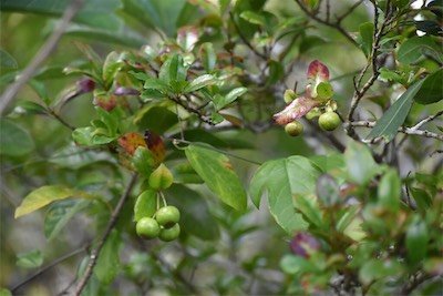 Myonimia obovata-bois de prune rat-rubiaceae-endemique reunion maurice