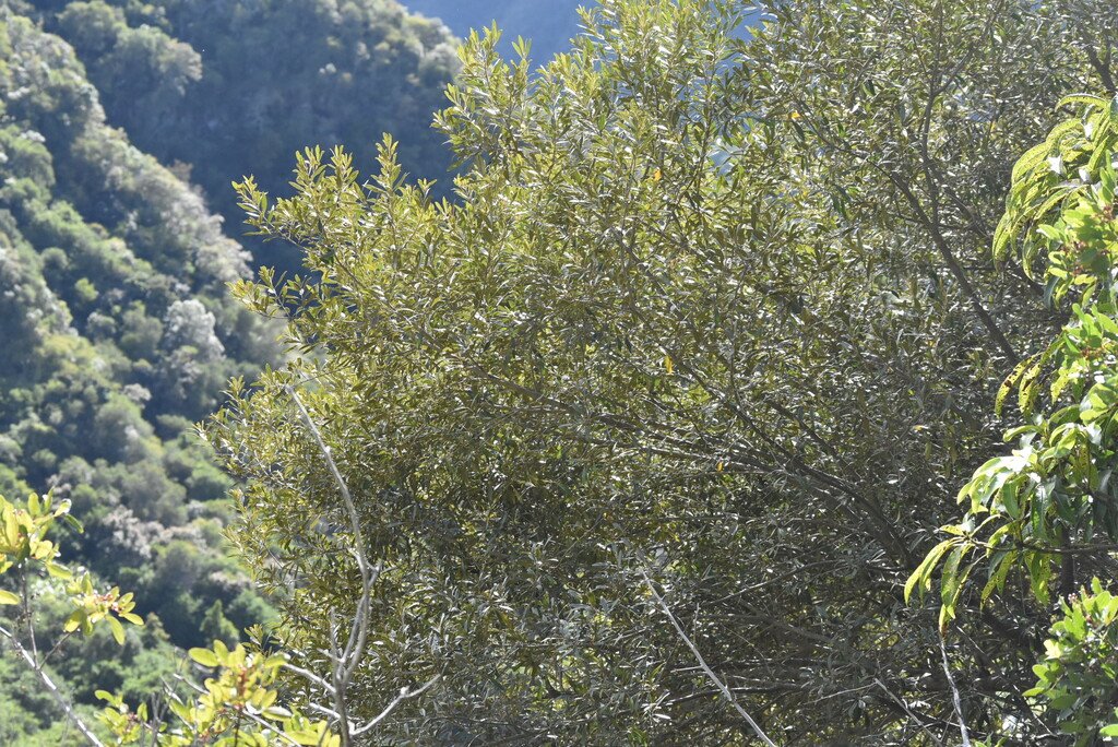 Olea lancea-bois d olive blanc-oleaceae-endemique reunion maurice