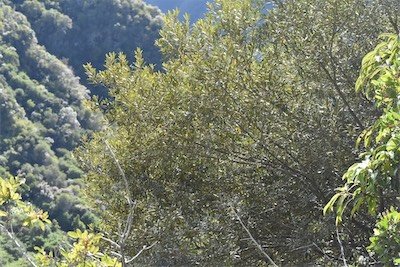 Olea lancea-bois d olive blanc-oleaceae-endemique reunion maurice