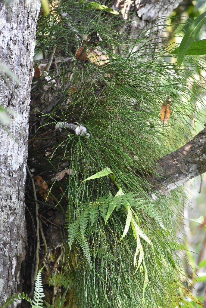 Psilotum nudum-fougere filao-psilotaceae-indigene reunion