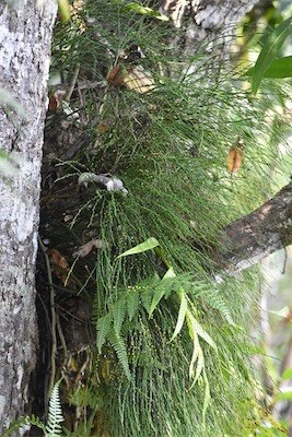 Psilotum nudum-fougere filao-psilotaceae-indigene reunion