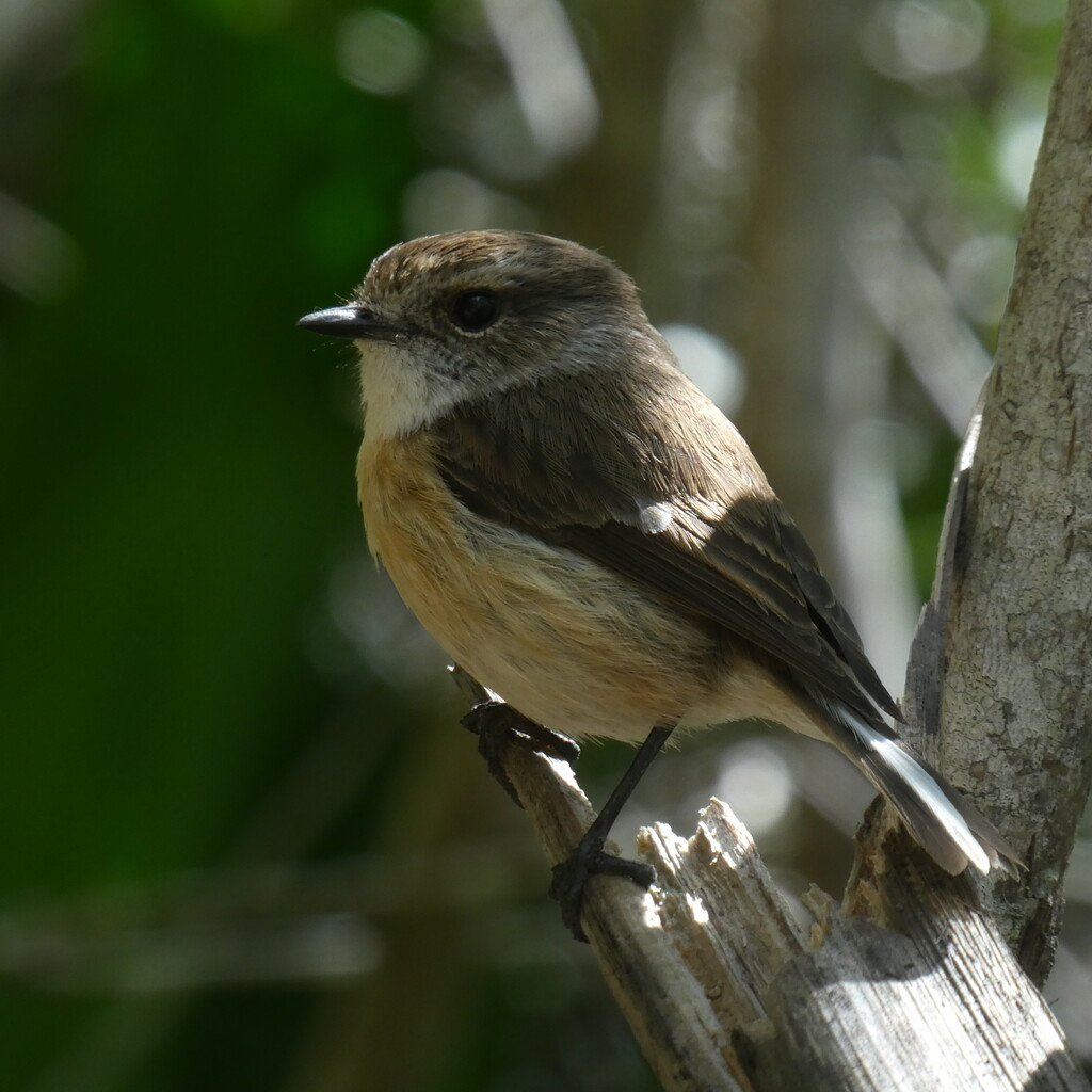 Saxicola-tectes-tectec-muscicapidae-endemique reunion