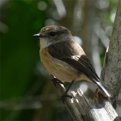 Saxicola-tectes-tectec-muscicapidae-endemique reunion