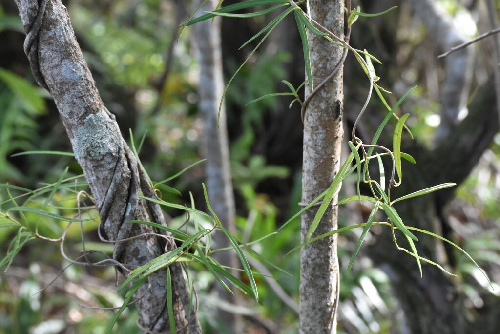 Secamone_volubilis-liane_bois_d_olive-apocynaceae-endemique_reunion_maurice-mb4