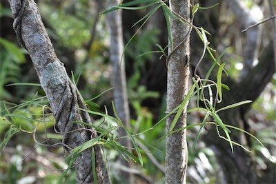 Secamone_volubilis-liane_bois_d_olive-apocynaceae-endemique_reunion_maurice-mb4