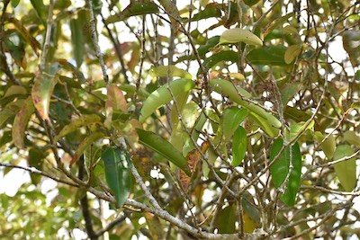 Syzygium_borbonicum-bois_de_pomme_blanc-myrtaceae-endemique_reunion-mb4