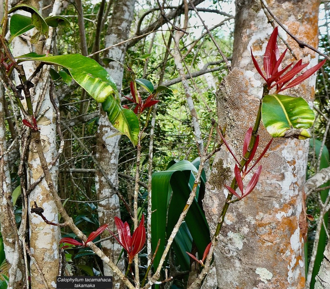 Calophyllum tacamahaca.takamaka.takamaka des hauts.calophyllaceae.endémique Réunion Maurice