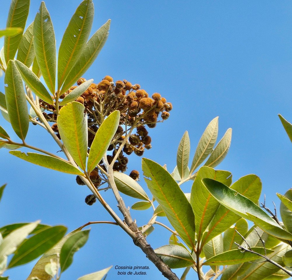 Cossinia pinnata.bois de Judas.sapindaceae.endémique Réunion Maurice