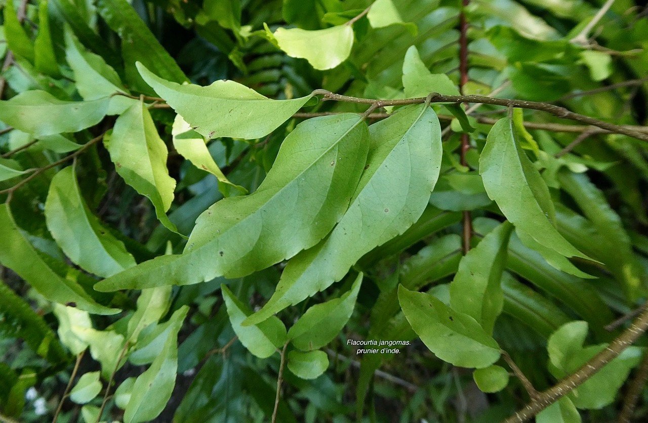 Flacourtia jangomas.prunier d’inde.salicaceae.sténonaturalisé