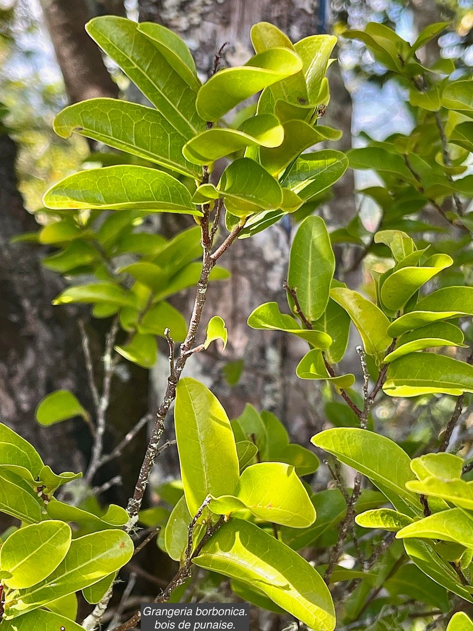 Grangeria borbonica.Bois de punaise. Chrysobalanaceae.endémique Réunion Maurice (1)