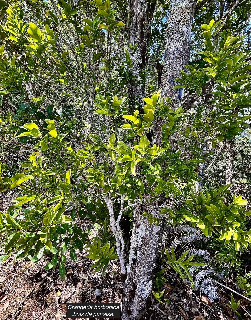 Grangeria borbonica.bois de punaise.chrysobalanaceae.endémique Réunion Maurice 