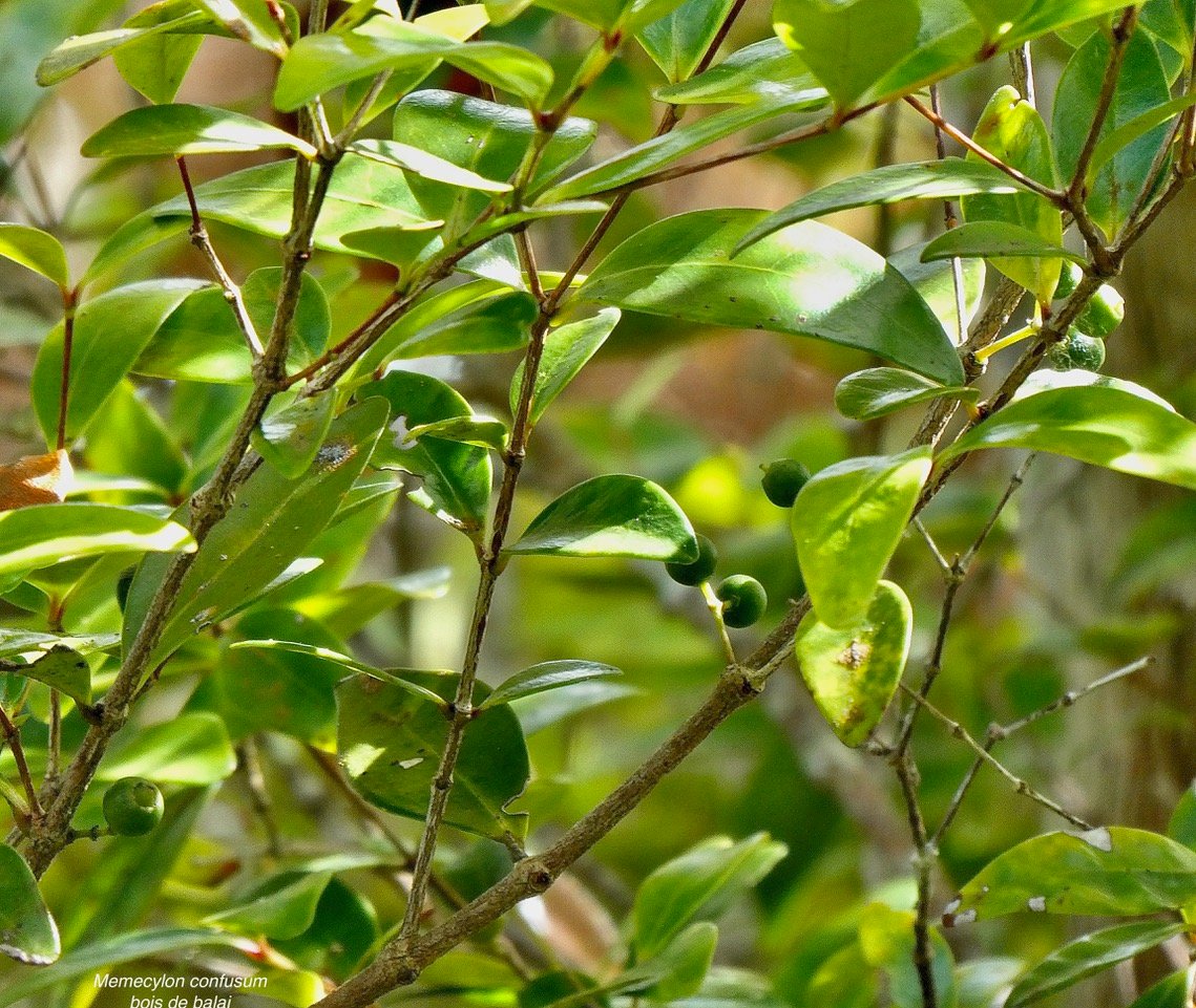 Memecylon confusum Blume.bois de balai.melastomataceae.endémique Réunion