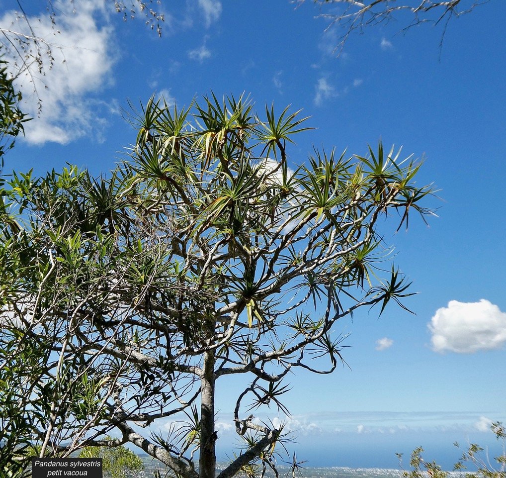 Pandanus sylvestris Bory.petit vacoua. pimpin. pandanaceae.endémique Réunion