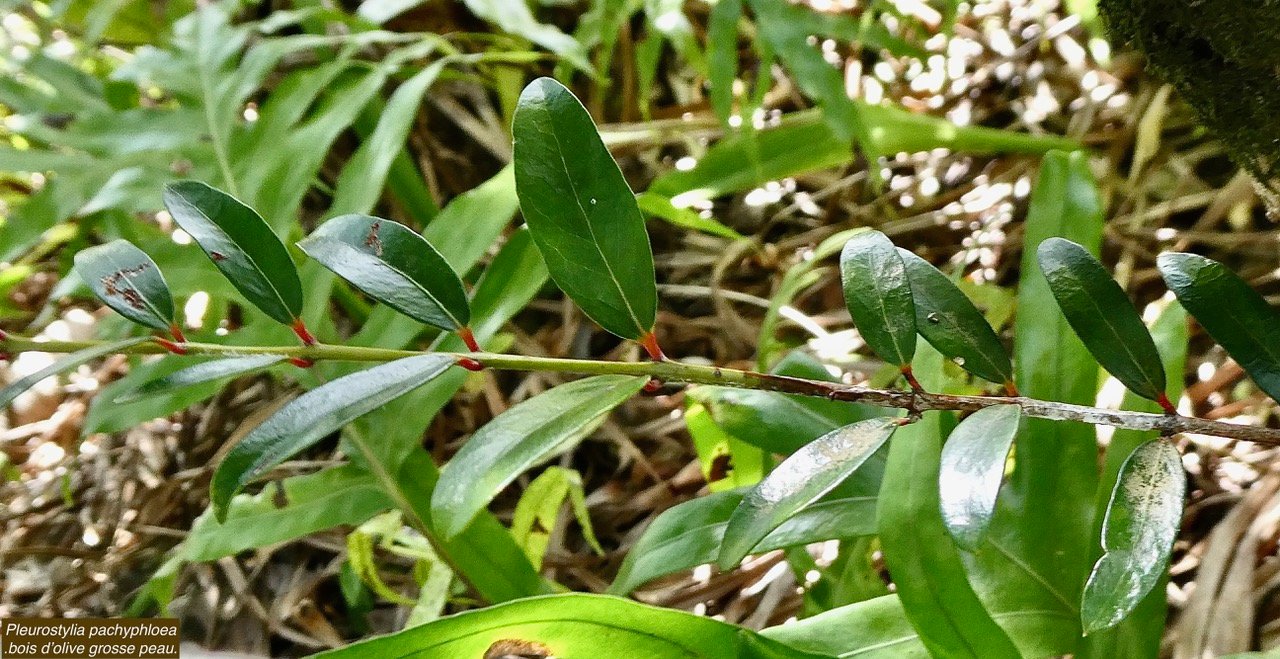 Pleurostylia pachyphloea.bois d’olive grosse peau.( face sopérieure des feuilles ) celastraceae.endémique Réunion