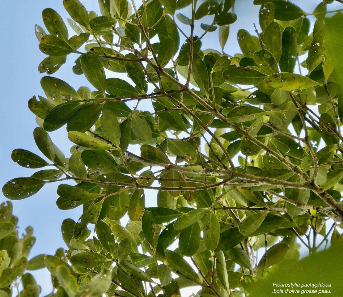 Pleurostylia pachyphloea.bois d’olive grosse peau.celastraceae.endémique Réunion