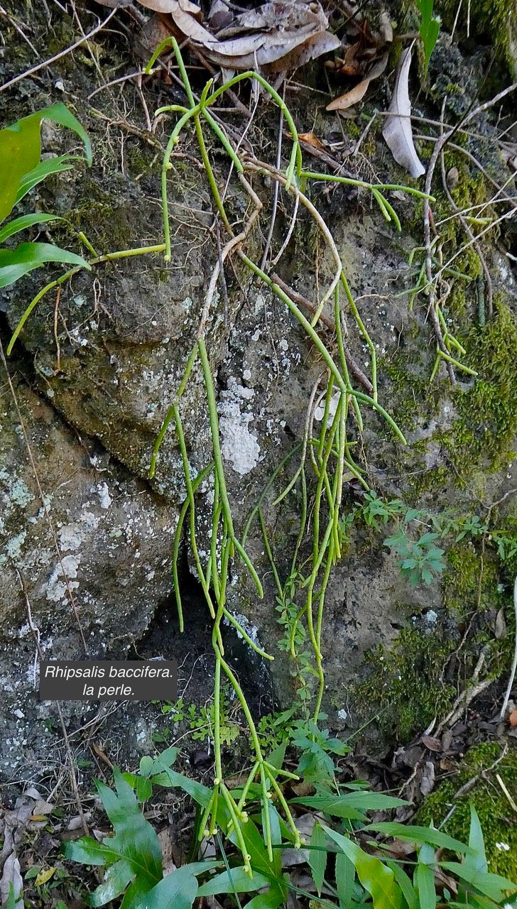 Rhipsalis baccifera. la perle.cactaceae.indigène Réunion