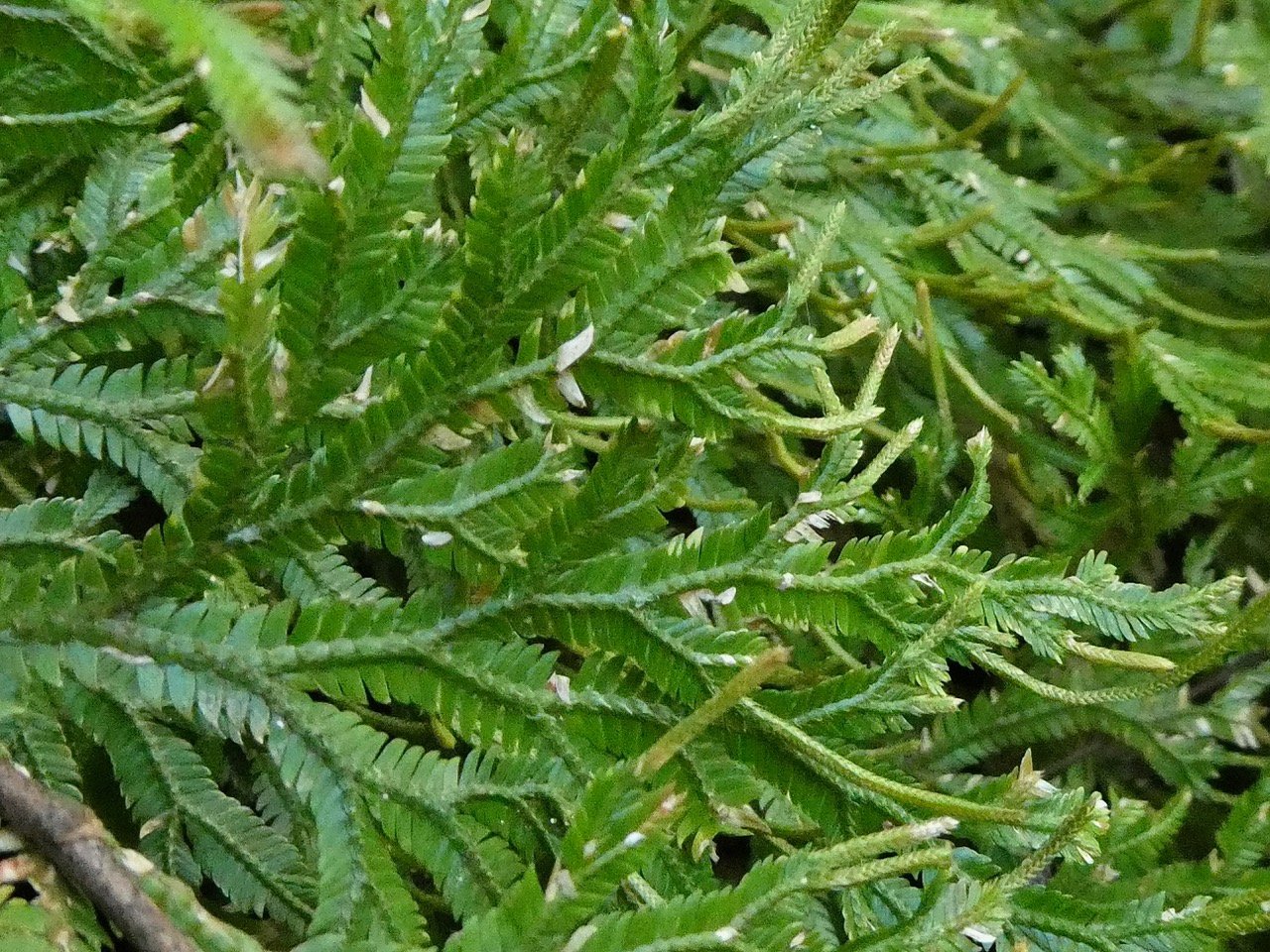 Selaginella distachya.(Selaginella falcata ) ..fronde face inférieure .selaginellaceae.endémique Réunion Maurice.