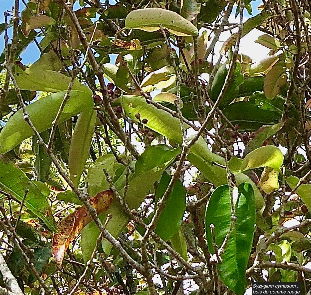 Syzygium cymosum ..bois de pomme rouge.myrtaceae.endémique Réunion Maurice