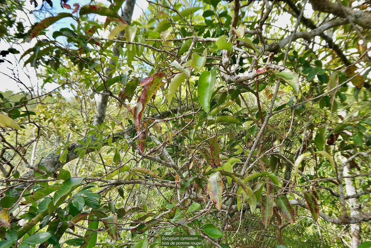 Syzygium cymosum .bois de pomme rouge.myrtaceae.endémique Réunion Maurice