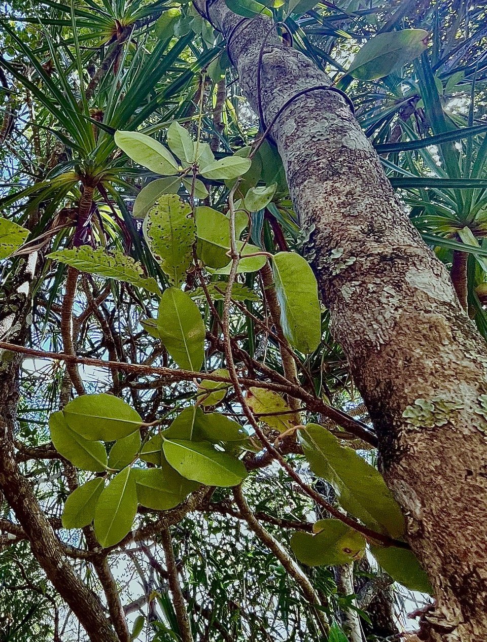 Trichosandra borbonica.liane noire.liane de lait.apocynaceae.endémique Réunion
