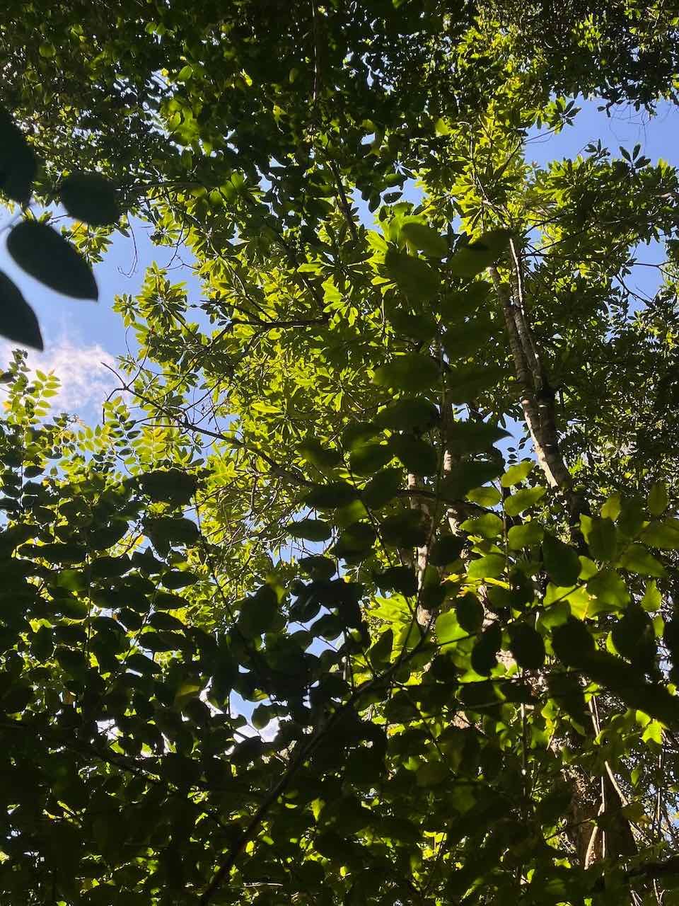 17. Feuilles adultes (hétérophyllie) de Cassine orientalis. - Bois rouge - celastracees