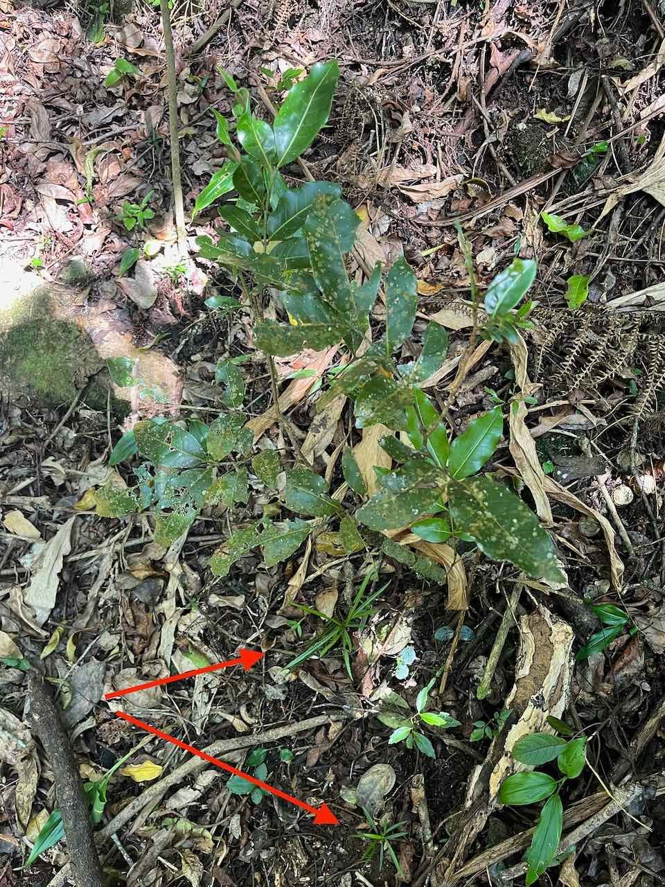 19. Juvénile (hétérophyllie) de Cassine orientalis. - Bois rouge - celastracees.