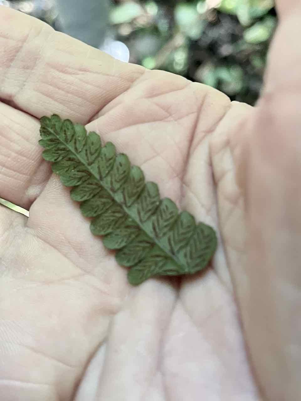 2. Athyrium arborescens (Bory) Milde - Ø - Athyriaceae -  indigène B   toute l'ile