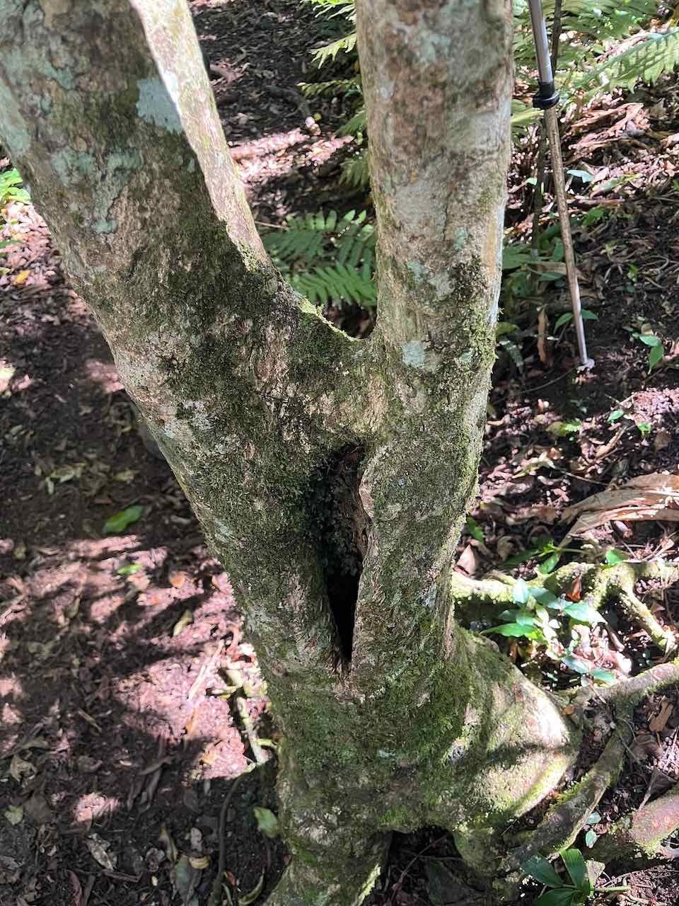 20. Tronc de Bois de tambour