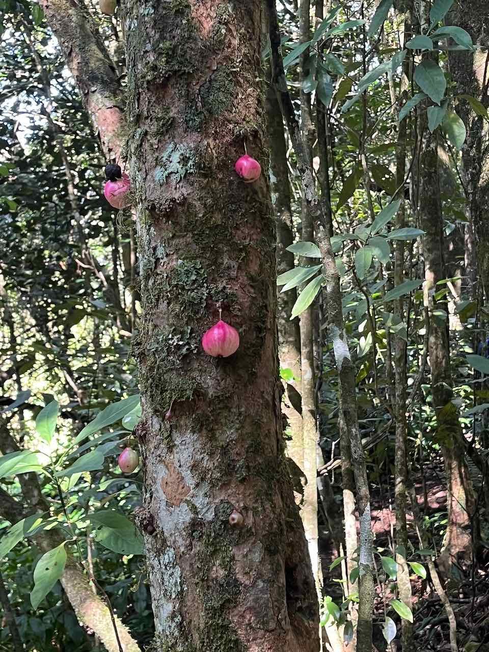 21. Fruits bois de pomme - Syzygium cymosum - Bois de pomme rouge - Myrtacée - B