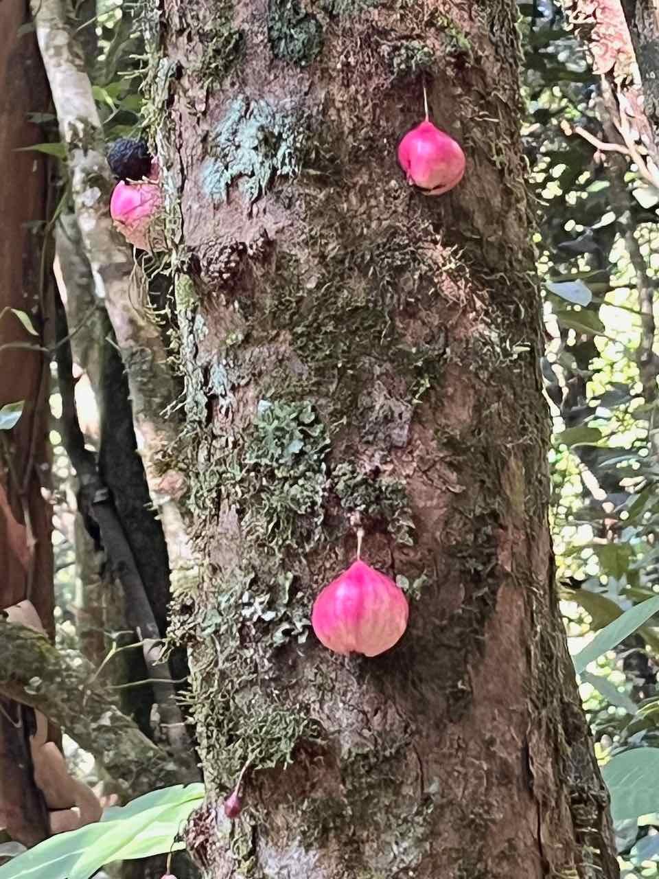 22. Fruits bois de pomme - Syzygium cymosum - Bois de pomme rouge - Myrtacée - B