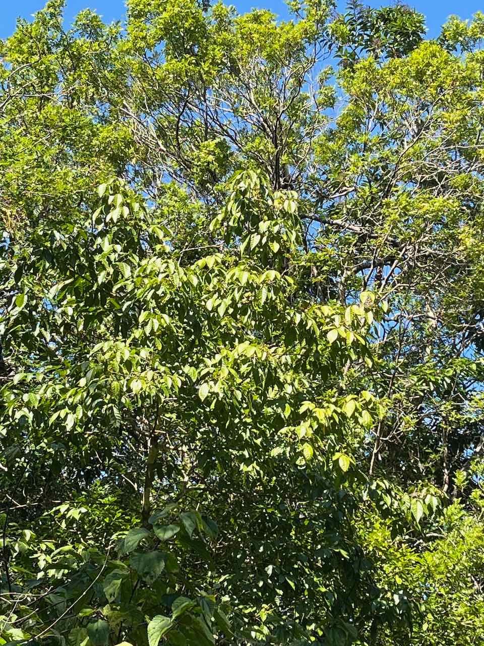 23. On peut discerner les fruits de Allophylus borbonicus - Bois de merle - Sapindaceae
