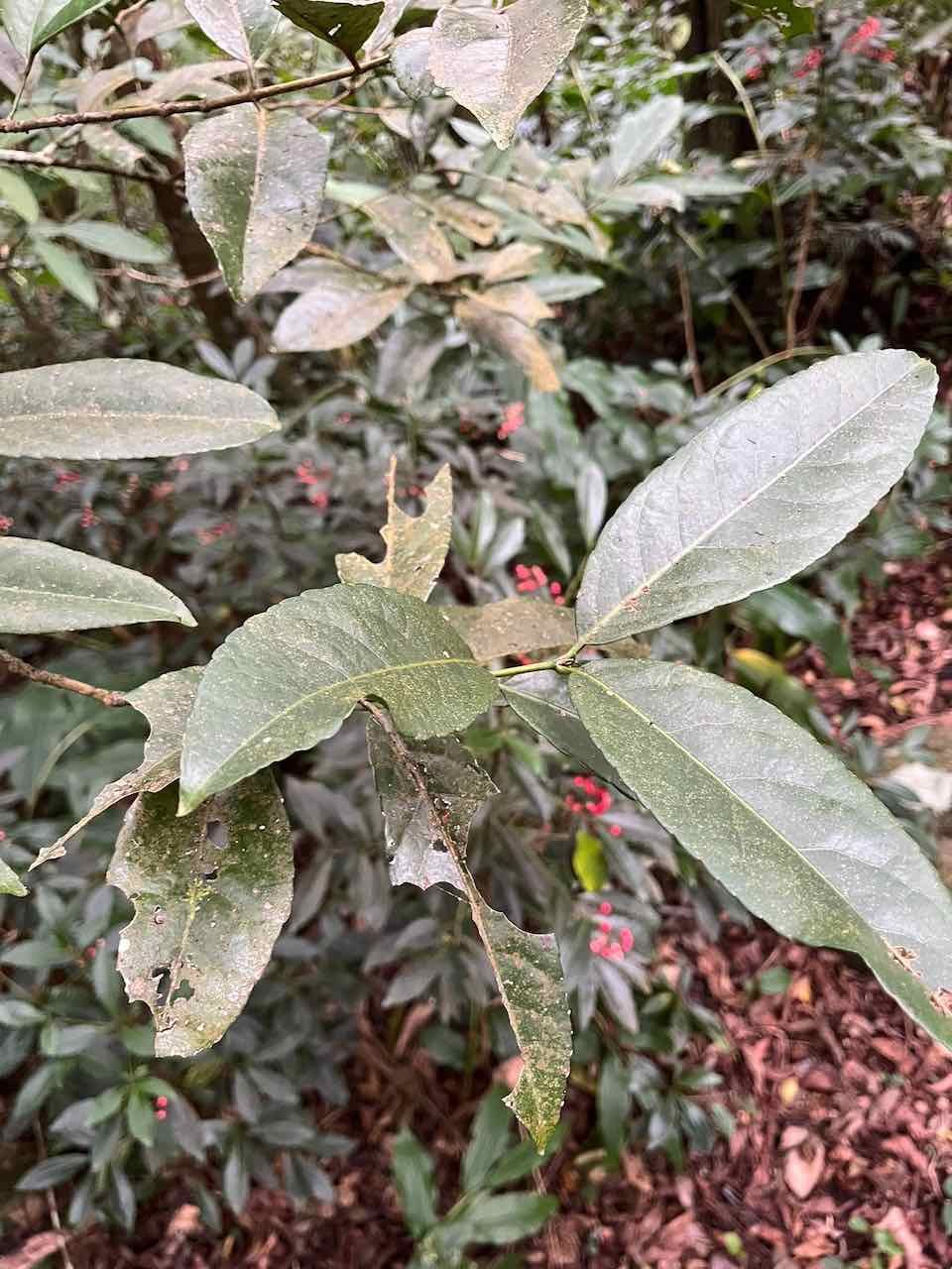 29.Hétérophyllie Specimen adulte de Cassine orientalis. - Bois rouge - célastracées