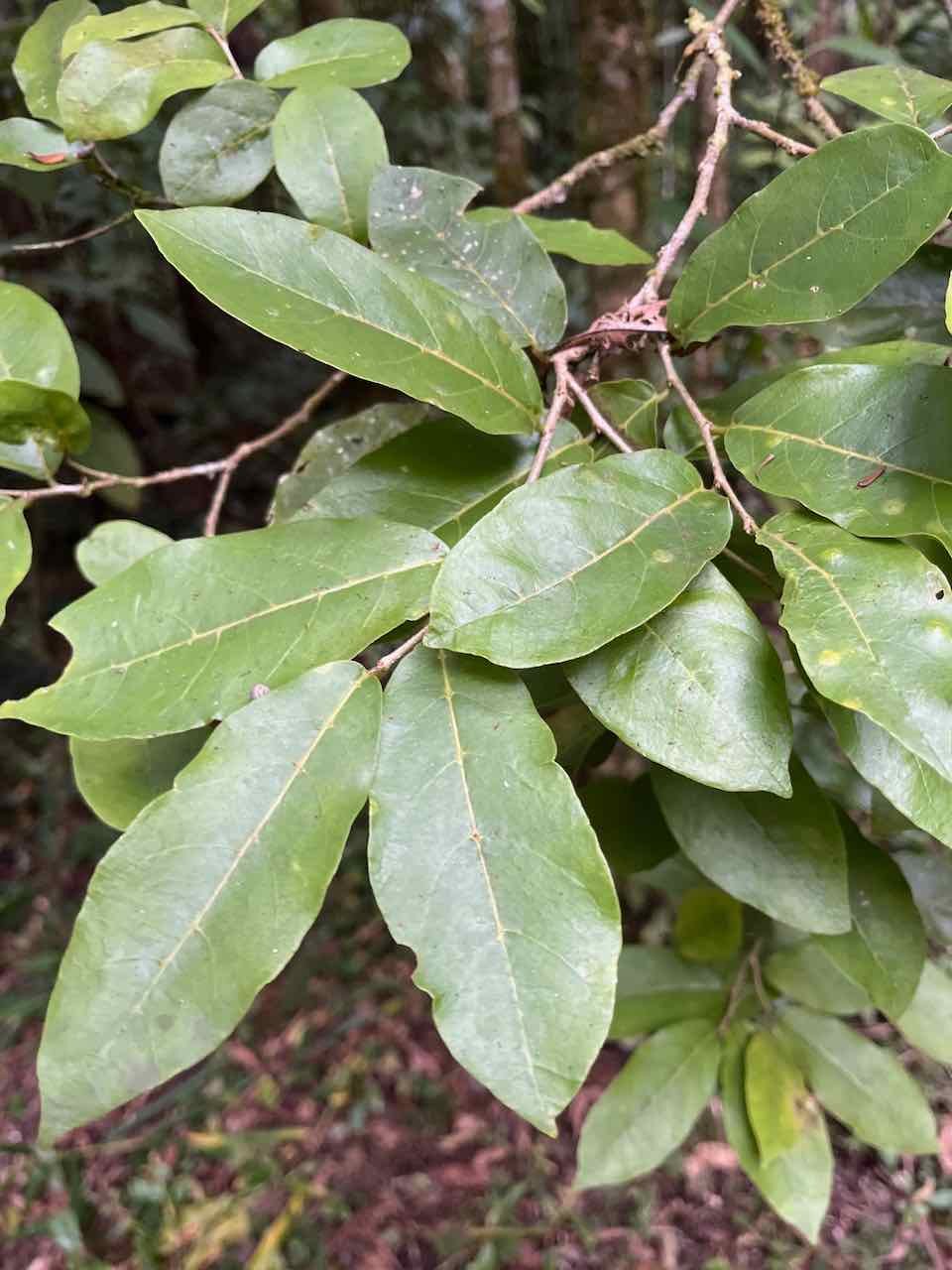30. Antidesma madagascariense - Bois de cabri (blanc) - Phyllanthaceae