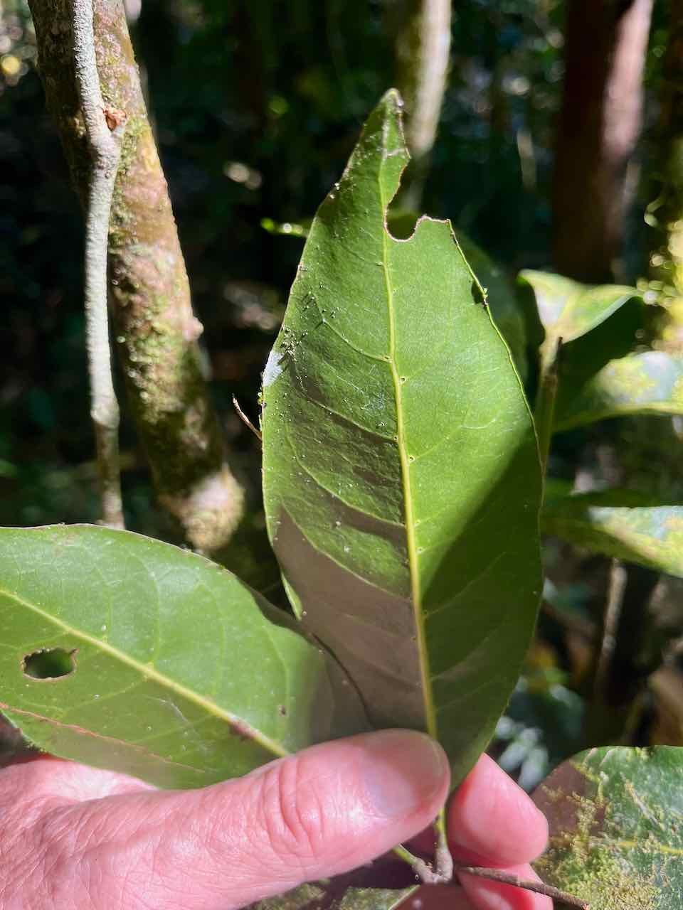 4. Noter les domaties  - ??? Antidesma madagascariense - Bois de cabri (blanc) - Phyllanthaceae