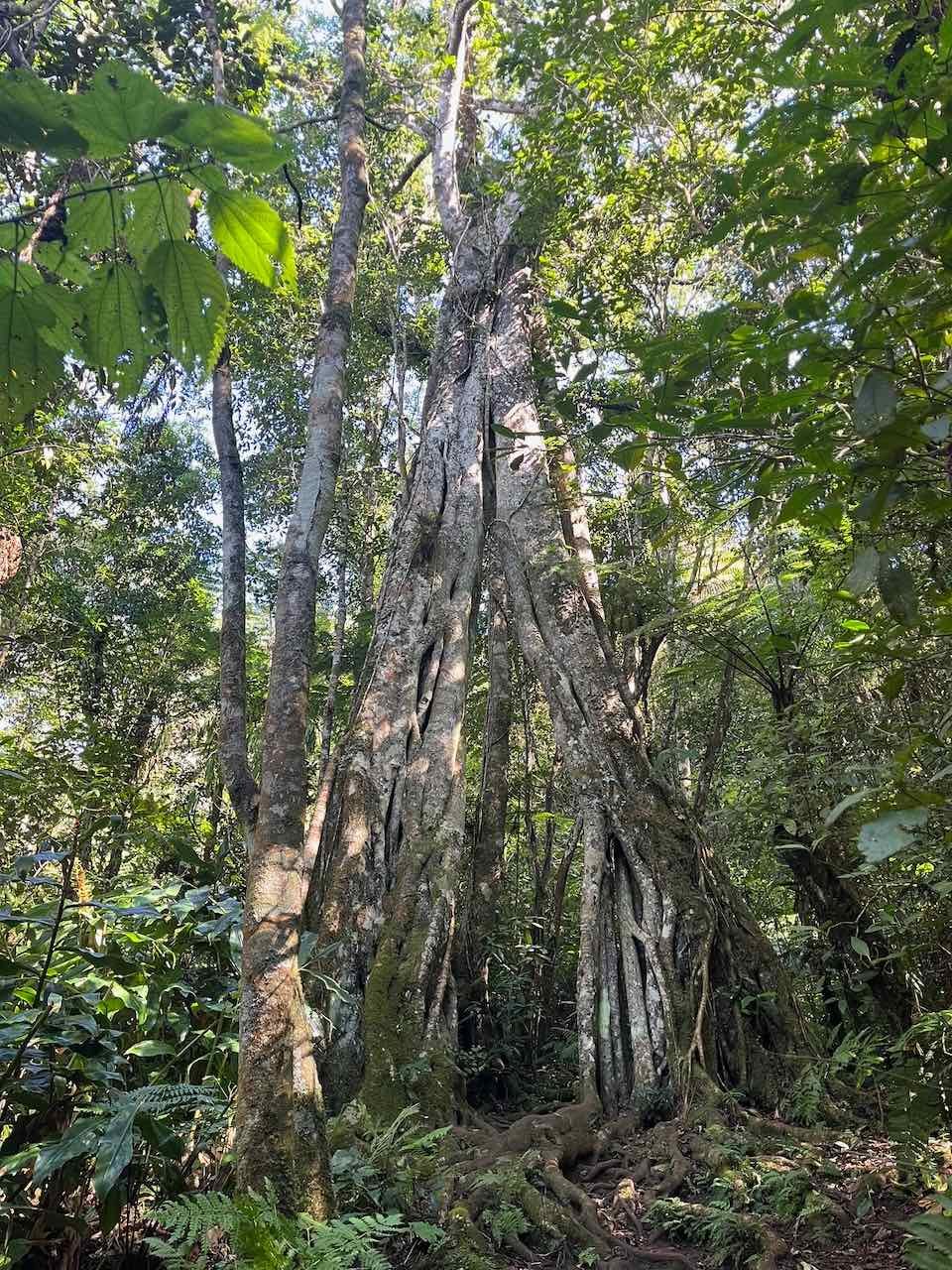 5. Ficus densifolia - Grand Affouche - Moraceae (Voir  feuille sur photo 9)