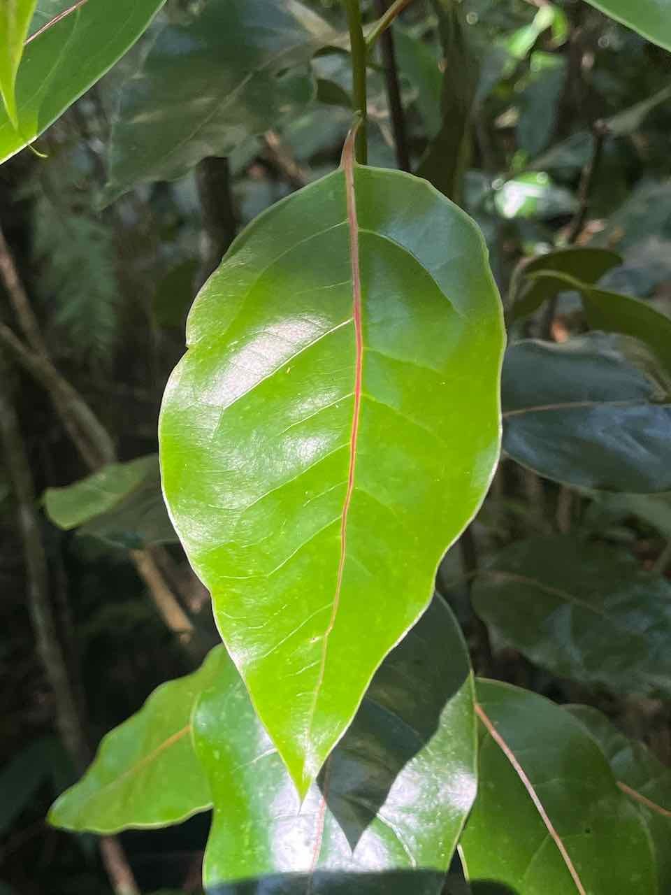 6. Feuille (juvénile) Ocotea obtusata - Bois de cannelle marron - Lauracée - I.