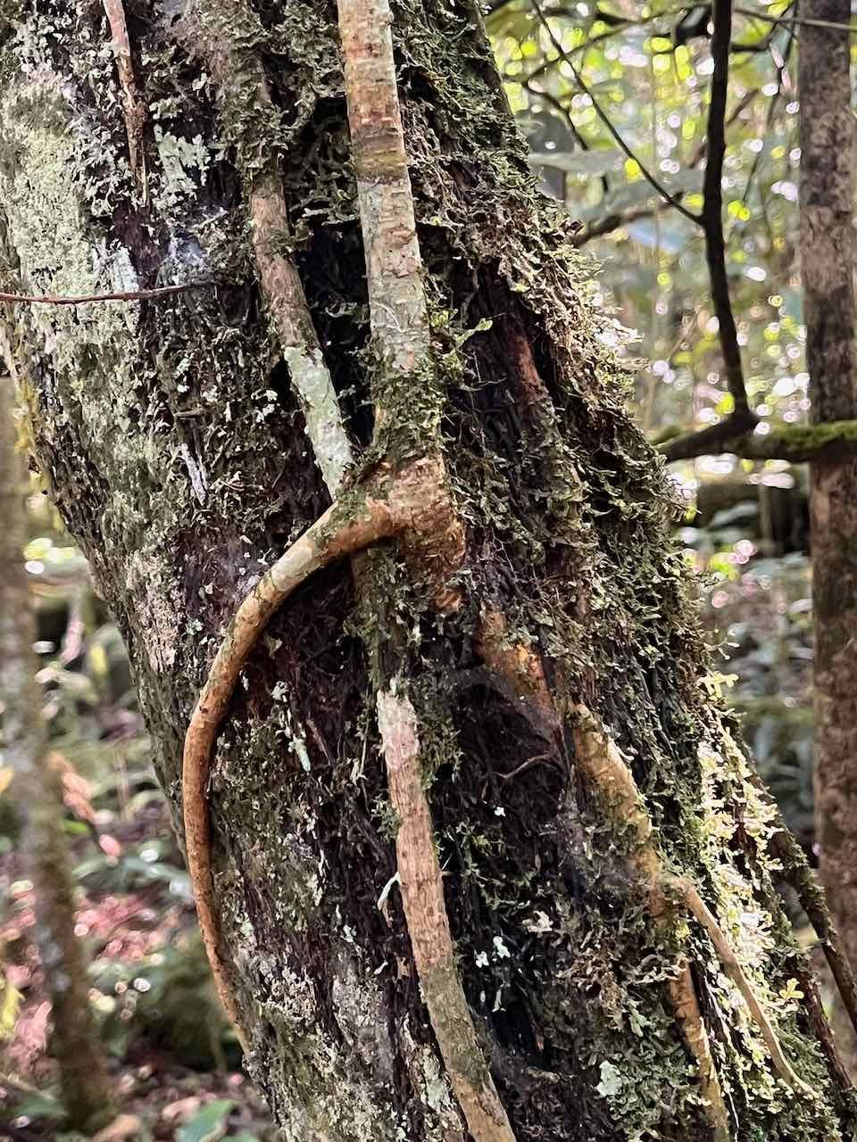 8. Collet monté de Ficus densifolia en début de formation