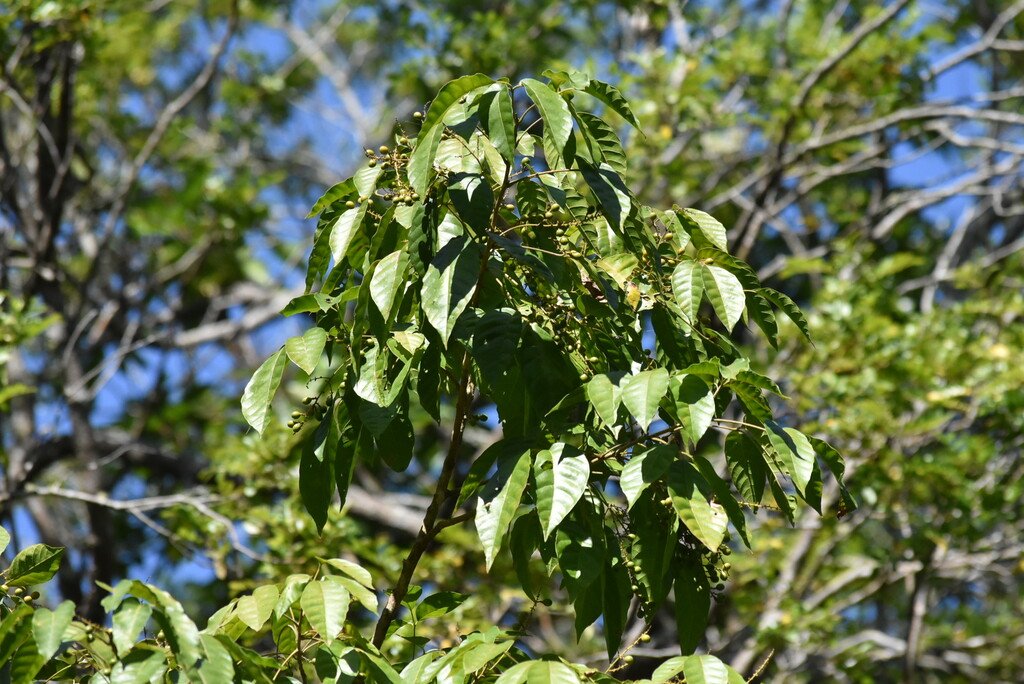 Allophylus borbonicus-Bois de merle-SAPINDACEAE-Endemique Mascareignes